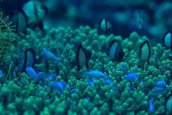 Coral Reef Makro Tekstura Abstrakcyjny Ekosystem Morski Tło Rafie Koralowej — Zdjęcie stockowe