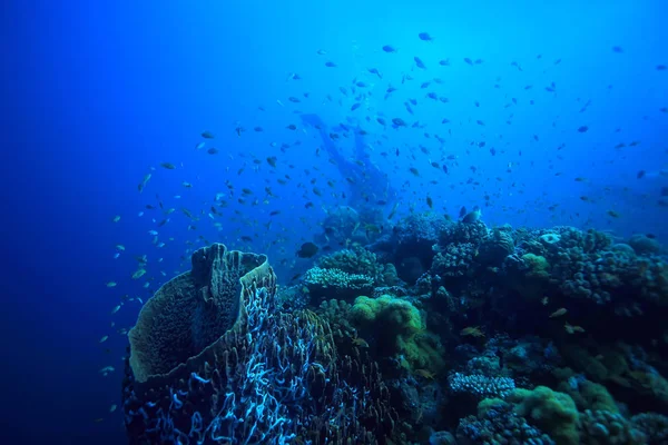 Sottomarino Oceano Paesaggio Mondo Sottomarino Scena Blu Idillio Natura — Foto Stock