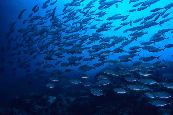 Scad Jamb Sotto Ecosistema Acqua Mare Grande Scuola Pesci Sfondo — Foto Stock