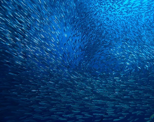 Bomullsdott Vann Hav Økosystem Stor Skole Fisk Blå Bakgrunn Abstrakt – stockfoto