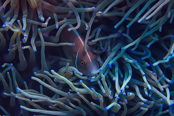 Pagliaccio Barriera Corallina Macroscena Subacquea Vista Del Pesce Corallo Immersioni — Foto Stock