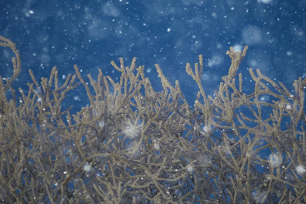 Paesaggio Invernale Nella Foresta Tempo Nevoso Gennaio Bellissimo Paesaggio Nella — Foto Stock