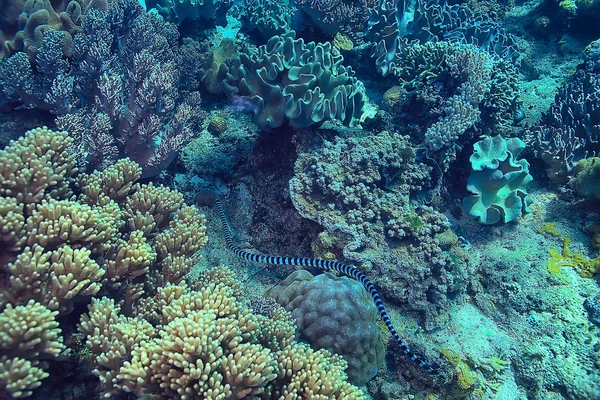 Coral Reef Underwater Sea Coral Lagoon Ocean Ecosystem — Stock Photo, Image