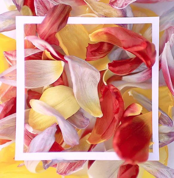 Mehrfarbige Blütenblätter Rahmen Hintergrund Abstrakt Frühling Hintergrund Blumenfeld — Stockfoto