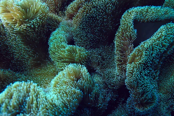 Coral Reef Makro Tekstura Abstrakcyjny Ekosystem Morski Tło Rafie Koralowej — Zdjęcie stockowe