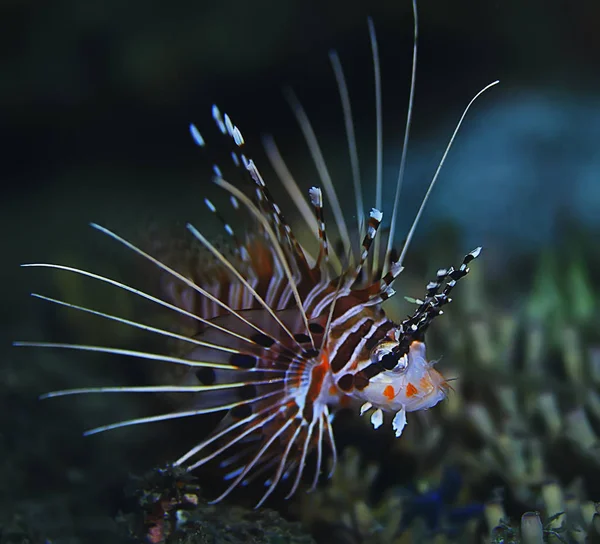サソリ水中写真 風景の水中ビュー 美しい毒魚 — ストック写真