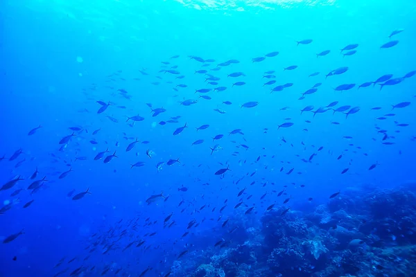 Subaquático Mundo Azul Mar Deserto Mundo Oceano Incrível Subaquático — Fotografia de Stock