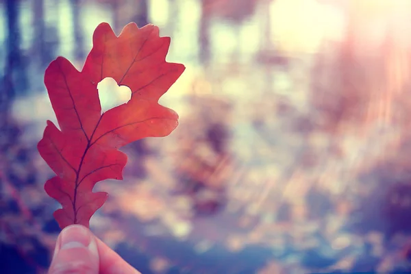 Herbst Herz Auf Eiche Gelbes Blatt Herz Symbol Herbstdekoration Konzept — Stockfoto