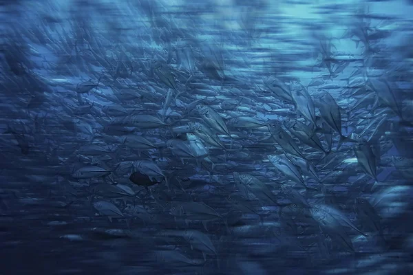 Banyak Caranx Bawah Air Kawanan Ikan Besar Dunia Bawah Air — Stok Foto