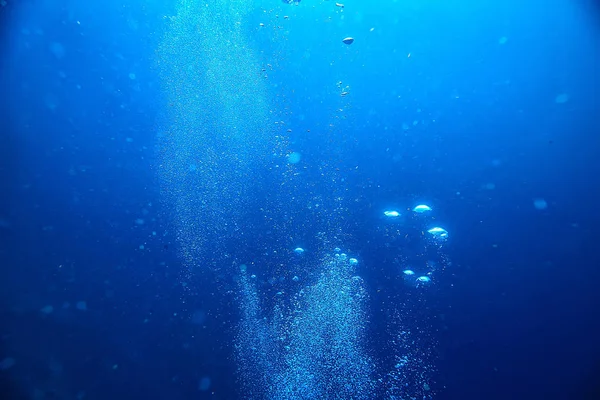潜入水 在海洋中休息 在水下的野生动物 — 图库照片