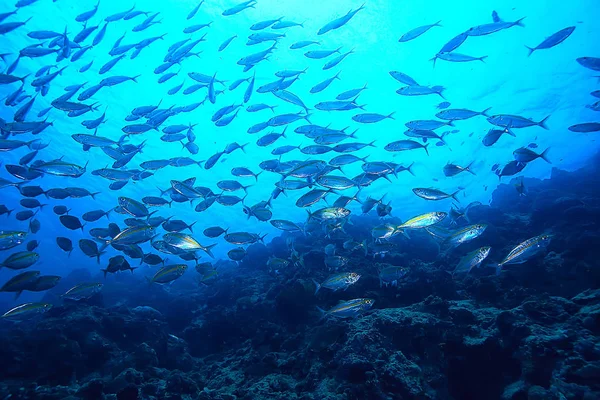 Scad Jamb Water Sea Ecosystem Large School Fish Blue Background — Stock Photo, Image