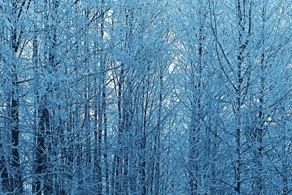 Inverno Aldeia Russa Paisagem Inverno Floresta Rússia Árvores Cobertas Neve — Fotografia de Stock