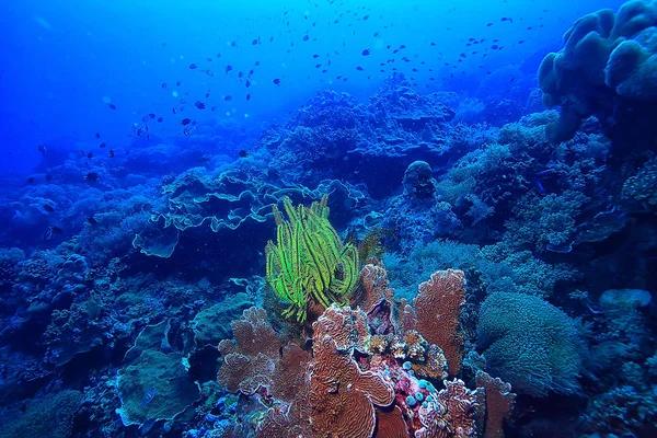 Podmořský Svět Modrá Mořská Divočina Světový Oceán Úžasný Podmořský — Stock fotografie