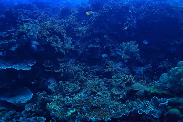 Кораловий Риф Під Водою Морська Коралова Лагуна Океанічна Екосистема — стокове фото