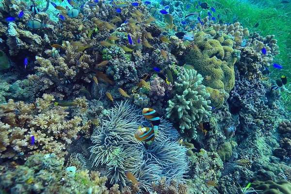 Coral Reef Podwodne Laguny Koralowców Krajobraz Podwodny Nurkowanie Rurką — Zdjęcie stockowe