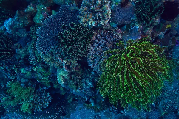 Горгонський Великий Розгалужений Корал Рифі Морському Узбережжі Підводного Життя Океані — стокове фото