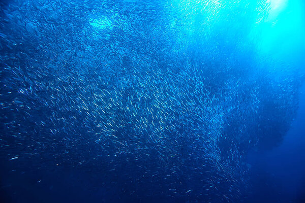 косяк под водой / морской экосистемой, большая рыба на синем фоне, живая абстрактная рыба
