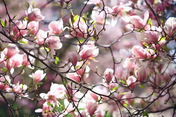 Magnolia Blossom Voorjaar Tuin Mooie Bloemen Lente Achtergrond Roze Bloemen — Stockfoto