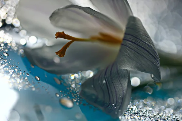 Witte Krokus Lentebloem Lente Abstracte Achtergrond Natuur Concept — Stockfoto