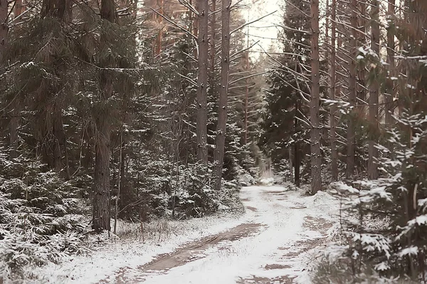 Paesaggio Invernale Nella Foresta Tempo Nevoso Gennaio Bellissimo Paesaggio Nella — Foto Stock
