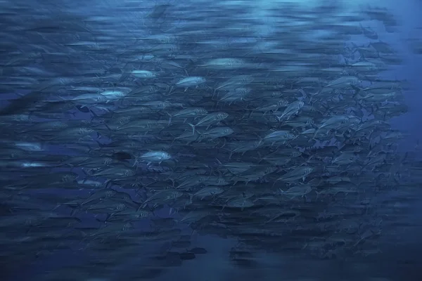 Birçok Caranx Sualtı Büyük Balık Flock Sualtı Dünyası Okyanus Ekolojik — Stok fotoğraf