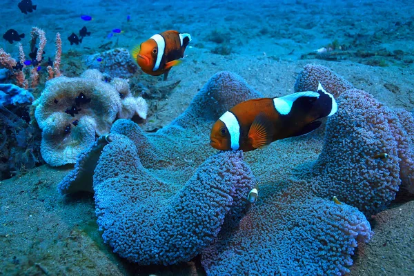 Palhaço Peixe Recife Coral Macro Cena Subaquática Vista Peixes Coral — Fotografia de Stock