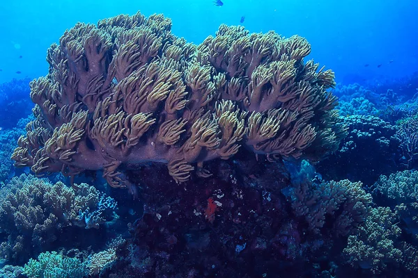 Podmořská Houba Mořský Život Korálový Útes Pod Vodou Scéna Abstraktní — Stock fotografie
