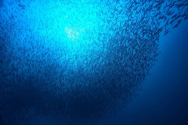 Içine Dalış Deniz Sahnesi Okyanusta Dinlenme Altında Yaban Hayatı — Stok fotoğraf