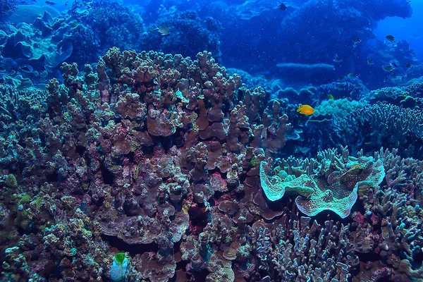 Koraal Rif Onderwater Zee Koraal Lagune Oceaan Ecosysteem — Stockfoto