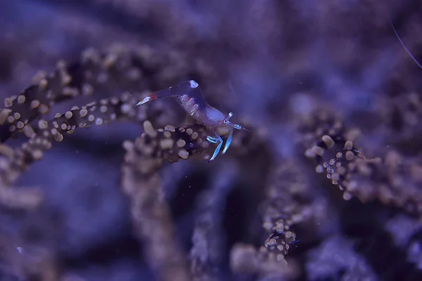 Gąbka Koral Morze Podwodne Pejzaż Rafa Podwodne Scena Streszczenie Sztuka — Zdjęcie stockowe