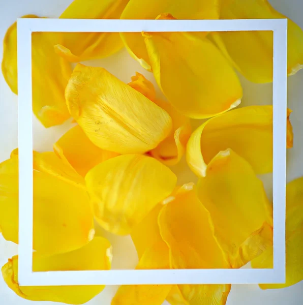 Gele Bloemblaadjes Achtergrond Abstracte Achtergrond Lentebloem Blaadjes Frame — Stockfoto