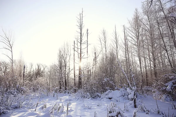 Paysage Hivernal Dans Forêt Temps Neigeux Janvier Beau Paysage Dans — Photo