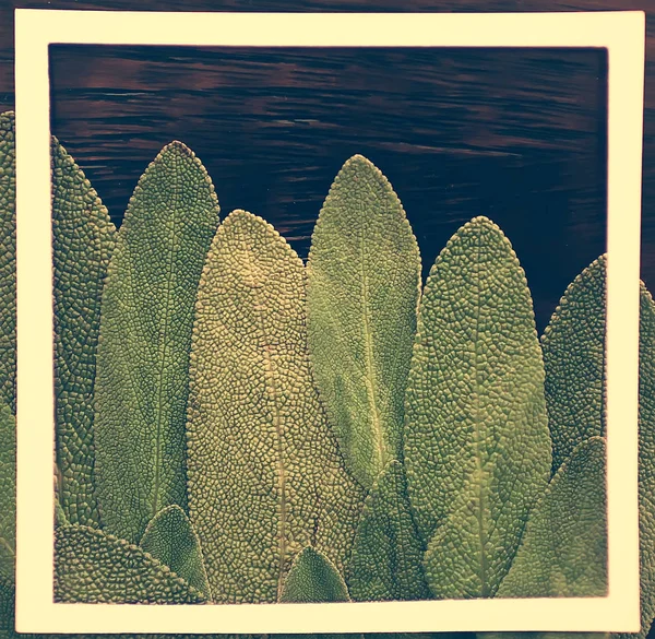 緑の葉フレーム抽象的な背景 珍しい緑の背景 自然の概念 — ストック写真