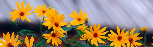 美しい夏の背景の花 — ストック写真