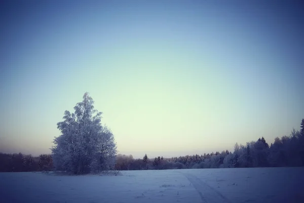 Paysage Hivernal Dans Forêt Temps Neigeux Janvier Beau Paysage Dans — Photo