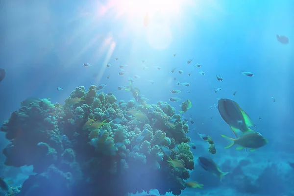 Солнечные Лучи Подводный Риф Голубое Море Абстрактный Фон Солнечный День — стоковое фото