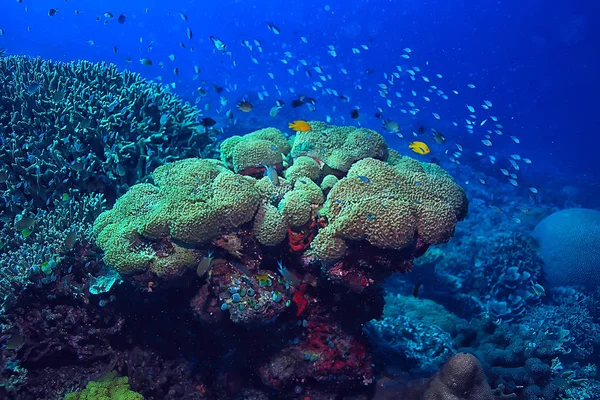 Onderwater Spons Marine Leven Koraal Rif Onderwater Scene Abstract Oceaan — Stockfoto