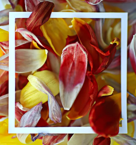 Petali Multicolori Cornice Sfondo Astratto Sfondo Primavera Campo Fiori — Foto Stock