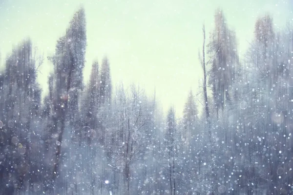 Erdei Homályos Háttér Téli Táj Hóval Borított Erdő Fák Ágak — Stock Fotó