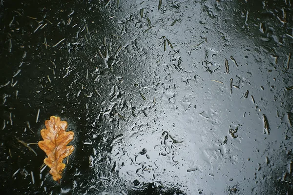 Autunno Foglie Umide Sfondo Autunno Sfondo Foglie Gialle Cadute Dagli — Foto Stock