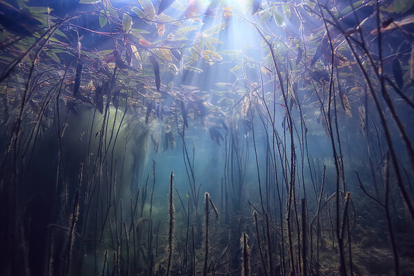 Mangroves underwater landscape background / abstract bushes and trees on the water, transparent water nature eco