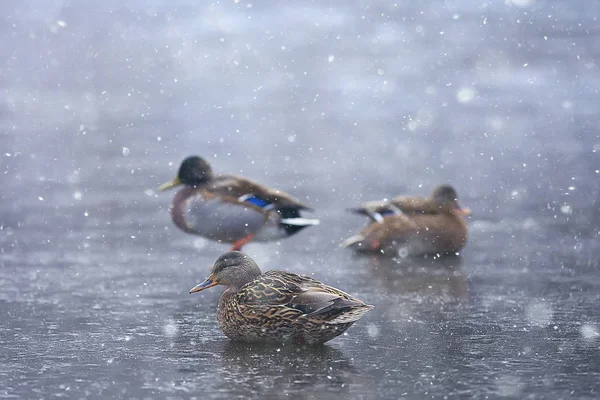 Überwinterungsvögel Vogelschar Wintersee Wildvögel Wintersee Saisonale Zugvögel — Stockfoto