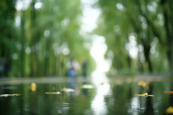 秋天湿的叶子背景或秋天背景 黄叶从树上下落 秋天叶子 秋天公园 — 图库照片