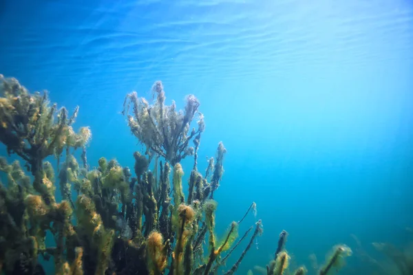 See Hintergrund Wasser Unterwasser Abstrakt Süßwasser Tauchen Hintergrund Natur Unterwasser — Stockfoto