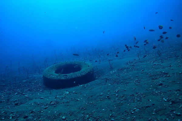 sea eels underwater / garden eels, sea snakes, wild animals in the ocean