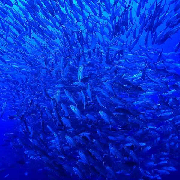 Muchos Caranx Bajo Agua Gran Bandada Peces Mundo Submarino Sistema —  Fotos de Stock