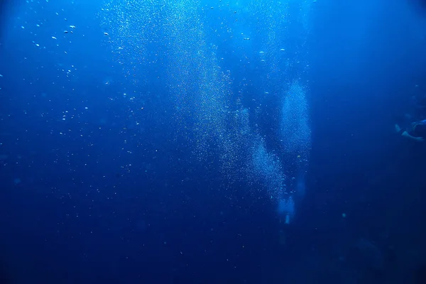 潜入水 在海洋中休息 在水下的野生动物 — 图库照片