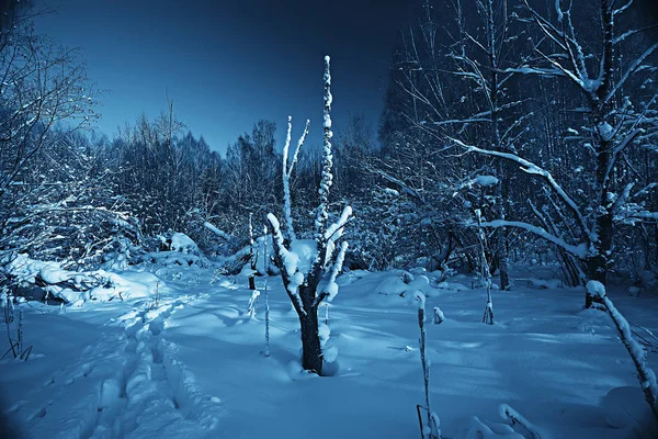 Paysage Hivernal Dans Forêt Temps Neigeux Janvier Beau Paysage Dans — Photo