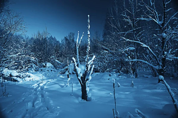 Paisaje Invernal Bosque Clima Nevado Enero Hermoso Paisaje Bosque Nevado — Foto de Stock