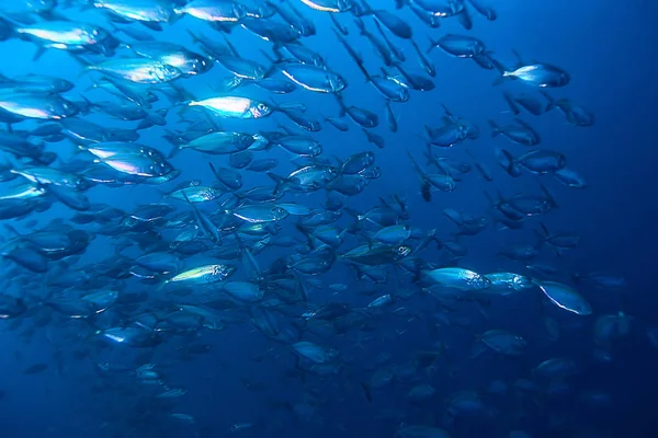 Πολλά Μικρά Ψάρια Στη Θάλασσα Κάτω Από Την Αποικία Νερού — Φωτογραφία Αρχείου